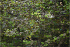 Capparis rotundifolia